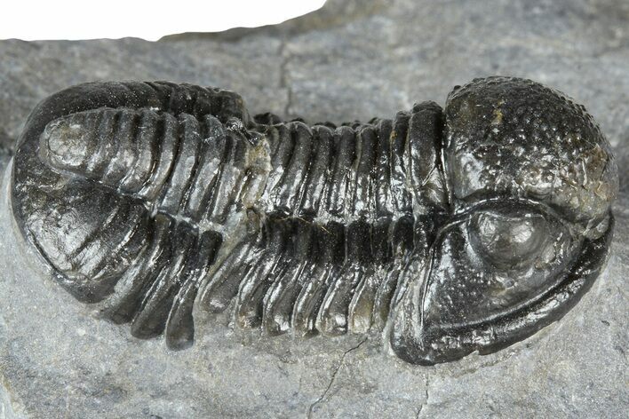 Detailed Gerastos Trilobite Fossil - Morocco #363944